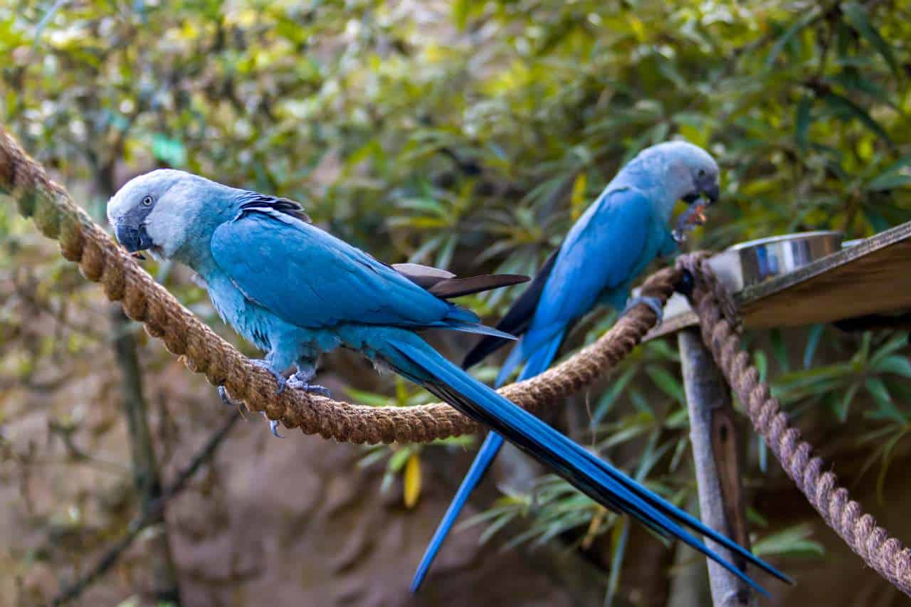 ararinha-azul-yanopsitta-spixii foto Danny Ye  Shutterstock