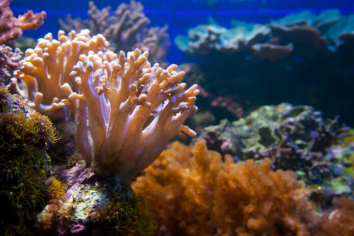 corais foto freepik