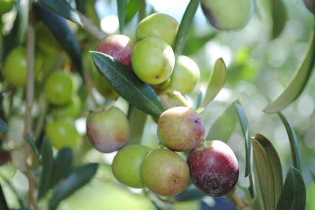 pé de oliva
