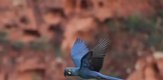 Ameacada-de-extincao-arara-azul-de-lear-vira-simbolo-do-turismo-de-observacao-de-aves-da-Bahia-Foto-Tatiana-Azeviche-SeturBA