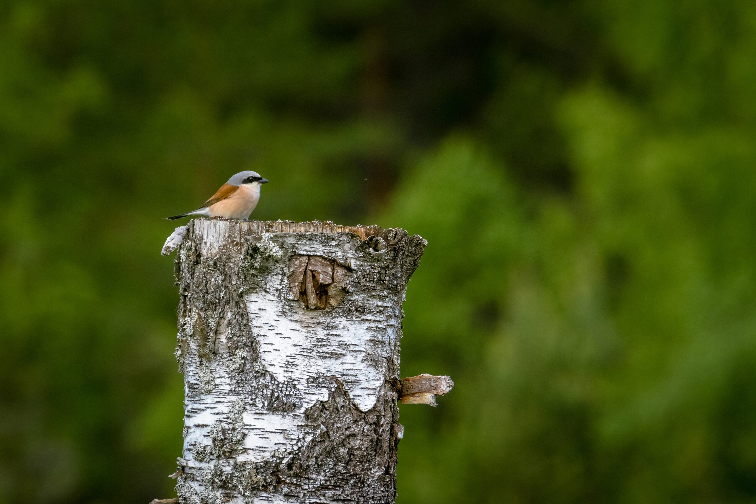 Turismo de Observação de Aves