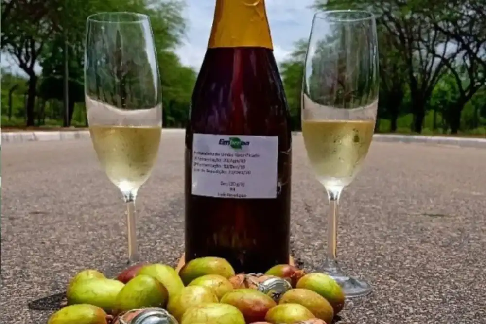 agro_vinho_umbu foto Luis Pereira de Sa_Embrapa (